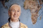 British primatologist and conservationist Jane Goodall's decades of research on chimpanzees in the wild changed perceptions of relations between humans and animals.