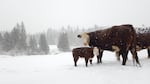 Snow covers the fields and the cows on Katherine Cory's farm in Troutdale on Wednesday, Jan. 11, 2017.