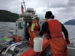 Research fisheries biologist Laurie Weitkamp with National Oceanic and Atmospheric Administration collects juvenile salmon from the Columbia River.