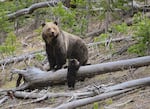 FILE - This file photo provided by the United States Geological Survey shows a grizzly bear and a cub along the Gibbon River in Yellowstone National Park, Wyo., April 29, 2019.