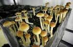 FILE - In this Aug. 3, 2007, file photo, psilocybin mushrooms are seen in a grow room at the Procare farm in Hazerswoude, central Netherlands. Twenty-five of Oregon's 36 counties recently voted against allowing psilocybin therapy. (AP Photo/Peter Dejong, File)