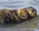 A one-month-old sea otter lies on its mother's belly in Monterey Bay, California.