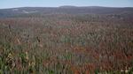 A 330,000-acre area of Oregon's Fremont-Winema National Forest has been infested by bark beetles. It's one of the areas now designated for restoration logging under new rules.
