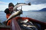 Reinaldo Caro unloads his catch from the shoreline of the Almirante Montt Gulf, Chilean Patagonia.