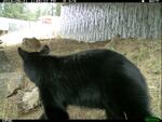 Black bear uses crossing.