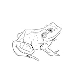 "Bull Frogs Croon (And Other Songs)" EP by Aoife O'Donovan