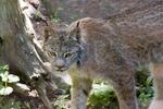 Canada lynx