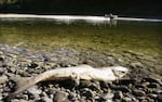 This Oct. 1, 2002, photo shows one of the tens of thousands of adult salmon that died on the Klamath River in Northern California when drought exacerbated chronic water quality problems.