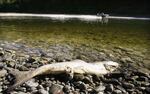 This Oct. 1, 2002, photo shows one of the tens of thousands of adult salmon that died on the Klamath River in Northern California when drought exacerbated chronic water quality problems.