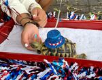 A small turtle with a Fourth of July plastic top hat strapped around his shell sits in a little red wagon for a parade. His young owner strokes his chin with her right hand.