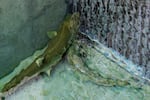 Two salmon swim in a corner of the salmon run at Chief Joseph Dam. 