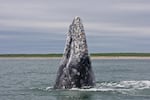 Western gray whale off the northeast coast of Sakhalin Island in the Sea of Okhotsk taken during the 2011 tagging season under the joint effort of A.N. Severtsov Institute of Ecology and Evolution of the Russian Academy of Sciences (IEE RAS) and Oregon State University Marine Mammal Institute in collaboration with the U.S. National Marine Fisheries Service and Kronotsky State Nature Biosphere Reserve.