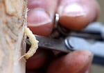 In this Oct. 26, 2011 file photo, an emerald ash borer larvae is removed from an ash tree in Saugerties, N.Y. The emerald ash borer, first found in 2002 in Michigan, is now in 30 states and has killed hundreds of millions of ash trees. Forests from New England to the West Coast are jeopardized by invasive pests that defoliate and kill trees. Scientists said the pests are driving some tree species toward extinction and causing billions of dollars a year in damage.