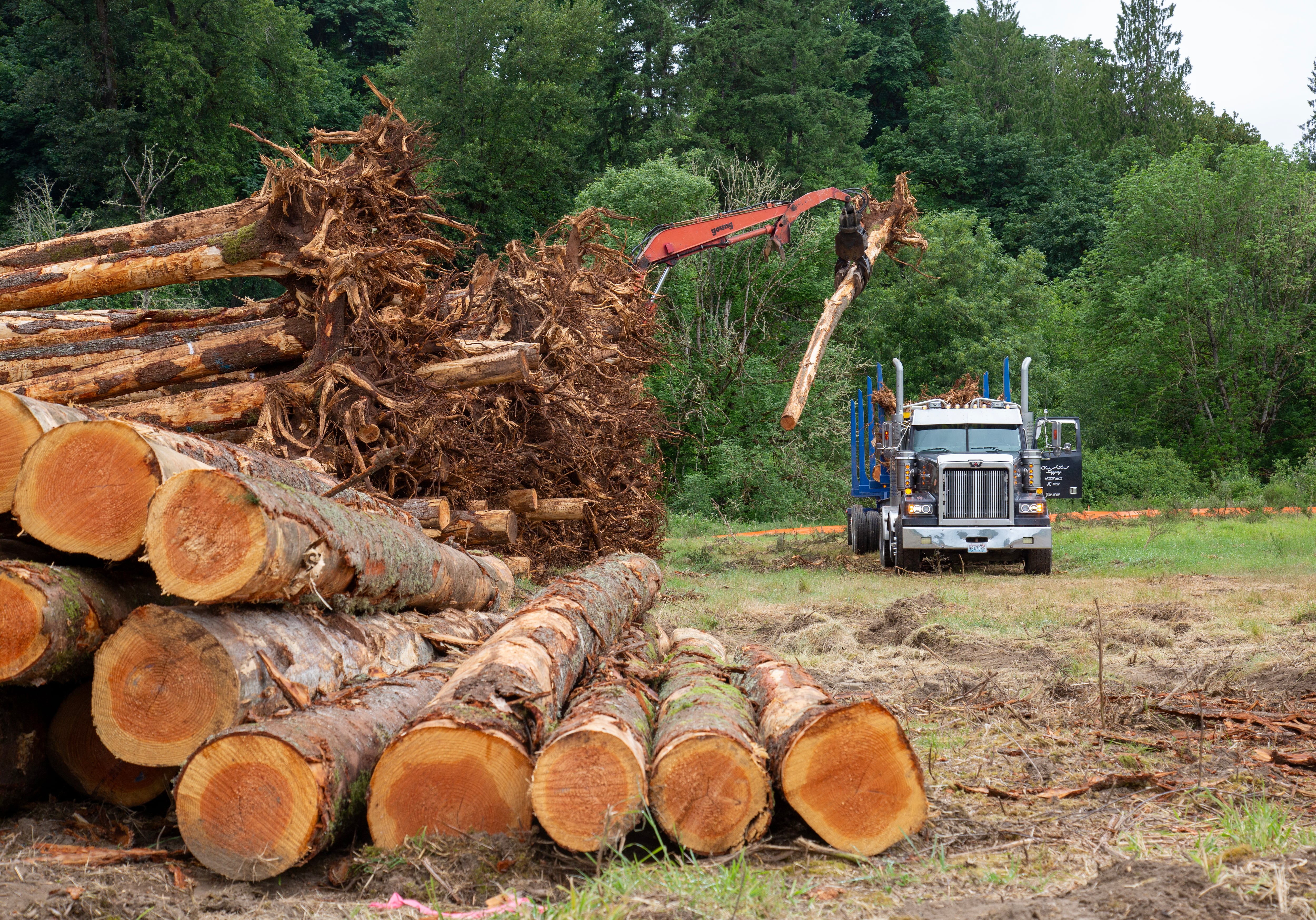 Logs get unloaded on June 4, 2025 that will comprise some of the approximately 5,000 logs used for fish structures in the Ridgefield Pit restoration on the East Fork Lewis River.