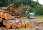 Heavy machinery loading logs onto a truck.