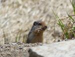 For years, Sacha Wells, an interpretive ranger for the Nez Perce-Clearwater National Forests, has been capturing photos of the ground squirrels that live around the Lolo Pass Visitor Center.
