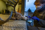 Massachusetts Wildlife Deer & Moose Biologist Martin Feehan prepares to insert a cotton swab into the nose of a dead deer buck, found in Needham, to test it for the presence of the COVID-19 virus. Westborough, Ma. in January 11, 2022. Full story here.