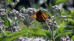 Monarch butterflies lay their eggs exclusively on milkweed plants.