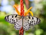 A butterfly known as a large tree nymph spreads its wings.