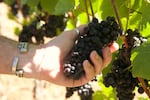 Paul Durant reaches out to inspect this year's pinot noir harvest on Sept. 8, 2026, in Dundee Hills, Ore.