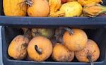 Undated photo of pumpkin and squash harvest from Horton Road Organics in the Eugene area.