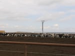 Holstein dairy cattle loaf in their pens at Threemile Canyon Farms. New regulations adopted by Oregon seek to tighten cattle watering regulations.