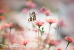 A new report finds butterfly populations are declining in the U.S.