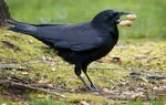 Crows, foraging for food on the Portland State University campus, March 24, 2023. Portland has a large population of crows that arrive in fall and winter to roost. Crows are a protected animal, making it illegal to harm or kill the birds, or to destroy an active nest.
