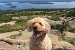 Teddy is happiest by (or preferably in!) the water. Teddy's human is Rachel Treisman, an associate editor at NPR.