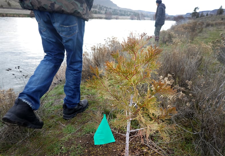 A green flag marks a cedar sapling planted in November 2023 by volunteers including Elke Littleleaf and Klick'ump, also known as Alysia Aguilar. The work is funded by a grant to restore this stretch of the Lower Deschutes River on the Warm Springs Reservation after wildfires. 