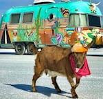 Frankie has traveled 60,000 road miles around the country and maybe visited more states that you! Here she is, getting thirsty on the salt flats, with her Argosy Airstream home parked in the background.