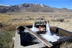 Water gushes from an artesian well at a former homestead inside Summer Lake State Wildlife Area. Feb. 18, 2022.