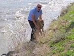 A photo shared by the National Park Service shows a park visitor attempting to help a stranded bison calf reunite with its herd. The plan ultimately ended the animal's chance of survival.