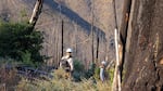 Field research in the Douglas Complex burn scar is looking to see how native bees respond for different fire severity. 
 