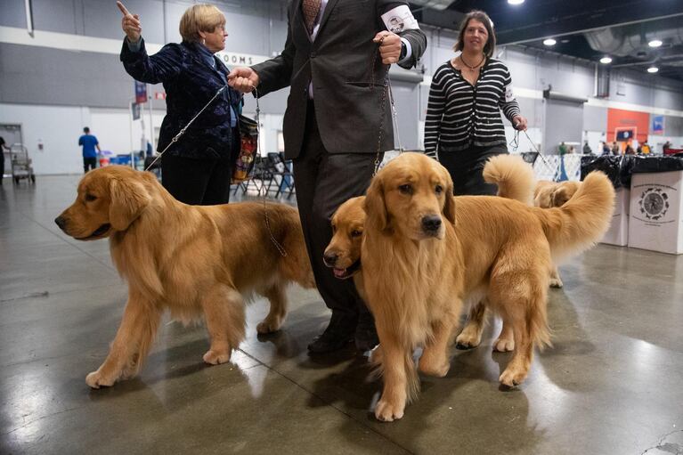 A group of golden retrievers walk across the expo center after their turn at the show. The Rose City Classic Dog Show was held at the Portland Metropolitan Exposition Center Jan. 15-19, 2020.