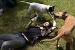 Christian Strand lies on the ground and plays with dogs Lilly Billy, top left, and Bean during the filming of the reality dating show "Fetching" on Sunday, June 7, 2026 in Hillsboro, Ore.