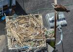 Osprey waits above its nest on a pole.
