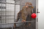 A pig-tailed macaque looks out from an enclosed area on Thursday, Aug. 21, 2025, at the Washington National Primate Research Center on the University of Washington campus in Seattle.