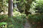 Sword ferns line the trail in a still-healthy section of Seattle's Seward Park.