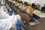 Horseshoe crabs are bled alive at a facility in Charleston, S.C., in June 2014.