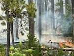 The Diamond Complex is a complex of fires started by lightning on July 16, 2024, burning on the Diamond Lake Ranger District on the Umpqua National Forest.