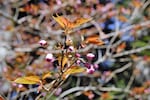 Gardeners know spring is here when the cherry blossoms begin to bloom, pictured here on April 26, 2023, in Seal Rock, Ore. The season came a little late to Seal Rock this year.