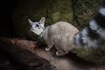 An animal that looks like a cross between a lemur and a fox perches on a tree branch.