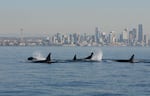 A file photo of orcas in Puget Sound with Seattle in the background. 