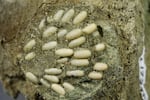 In January 2024, scientists described what is likely to be the world's first fossil of a pod of grasshopper eggs, discovered at the John Day Fossil Beds National Monument in Eastern Oregon. The fossil is nearly 30 million years old, and was initially mistakenly identified as containing ant eggs.