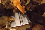 Thad McCracken's puppies scoop up the last bits of food from their morning meal.