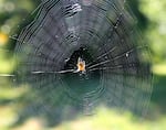 Orb-weaving spiders use a combination of silk to construct their webs. The silk of the radial lines on this spider web in Milwaukie is about 10 times stronger than that of the spiral lines.