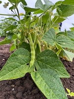 Dry-farmed green beans growing at Oregon State University's Vegetable Research Farm in Corvallis, Ore., on Aug. 31, 2023.