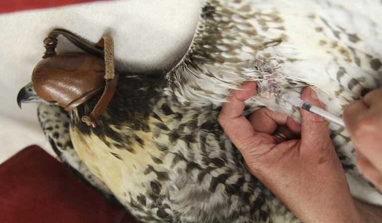 Deb Sheaffer, Head Veterinarian at Portland Audubon's WIldlife Care Center, draws a blood sample from an injured red-tail hawk. 