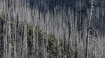 Dead trees fall every year in this part of the forest, blocking the trails.